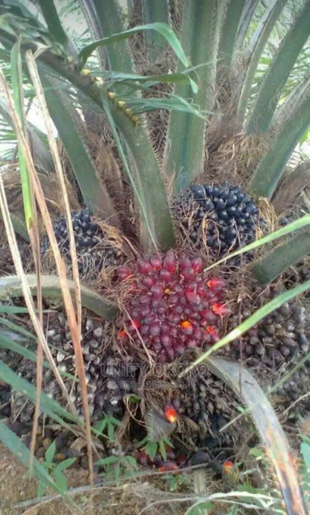 oil palm seeling in nigeria